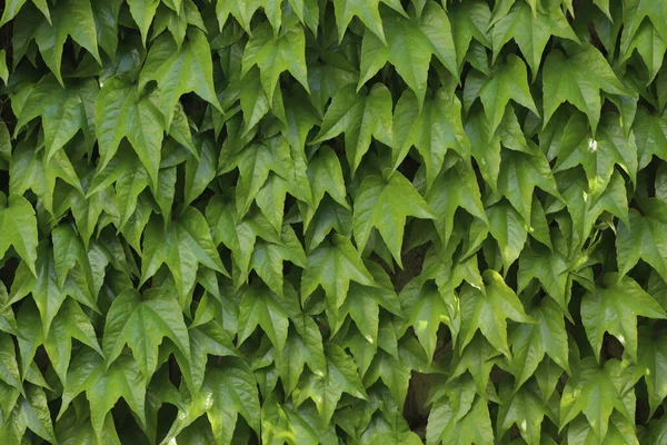Background Green Leaves Wall Sunny Day — Zdjęcie stockowe