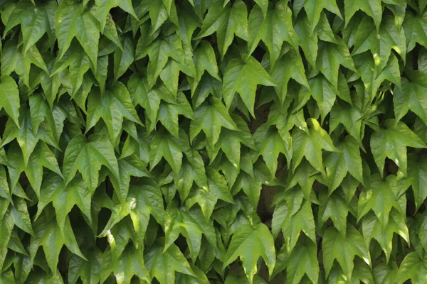 Background Green Leaves Wall Sunny Day — Zdjęcie stockowe
