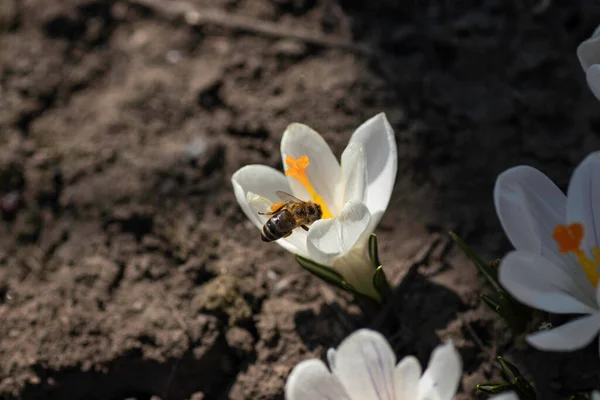 Large White Flower Yellow Center Bee — Stockfoto