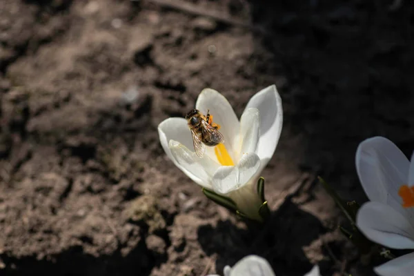 Large White Flower Yellow Center Bee — Stockfoto