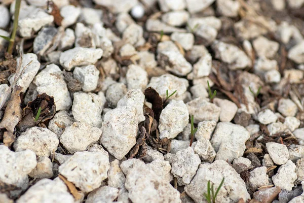 Little White Pebbles Ground Cover Everything — Fotografia de Stock