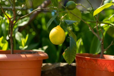 Yeşil yapraklı iki kırmızı kap ve bir sarı limon.