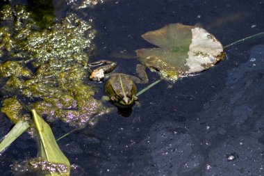 yeşil kurbağa güneşin tadını çıkarıyor.
