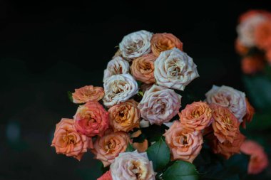 Durgun ve biraz kuru pembe ve gölgede beyaz güller, solmuş çiçekler.