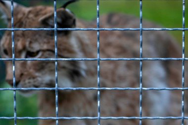 wild cats locked in iron cages at the zoo
