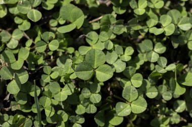 yeşil yonca arkaplan, üç yapraklı yonca