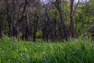 Parlak yeşil çayır ve sık orman