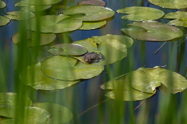 Green Frog Basking Sun Water — Stock Photo, Image