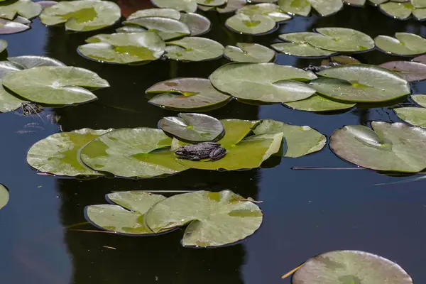 Green Frog Basking Sun Water — ストック写真