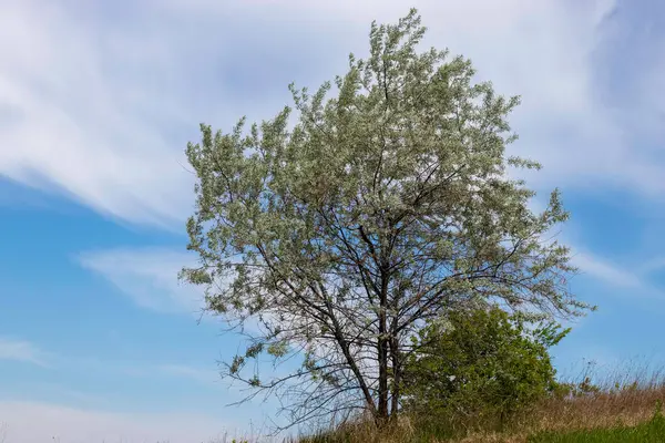 Baum Auf Einem Hügel Vor Blauem Himmel Und Weißen Wolken — Stockfoto