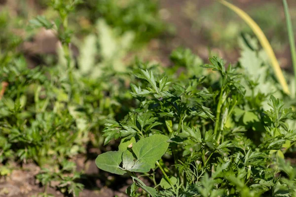 Green Tails Carrots Garden — Stockfoto