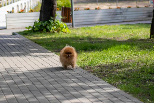 Μικρό Κόκκινο Σκυλί Spitz Βόλτες Κατά Μήκος Του Μονοπατιού Στο — Φωτογραφία Αρχείου