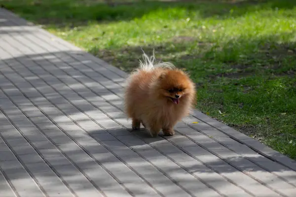 Small Red Dog Spitz Walks Path Park — Foto de Stock