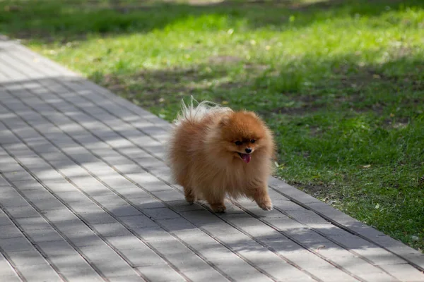 Small Red Dog Spitz Walks Path Park — Foto de Stock