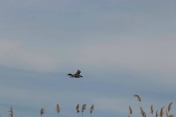 Duck Flies Reeds Evening Sky — Stok fotoğraf