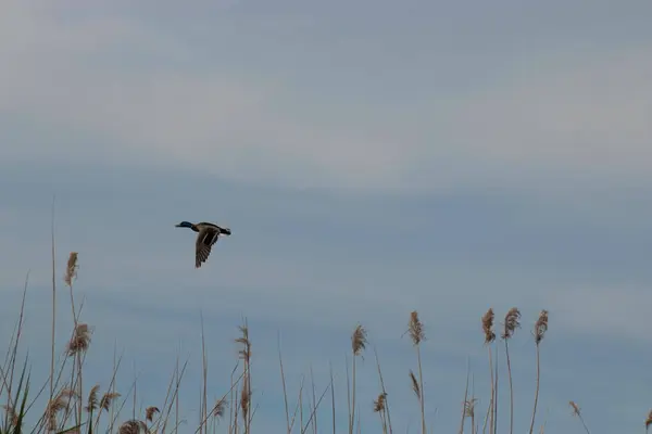 Duck Flies Reeds Evening Sky — Fotografia de Stock