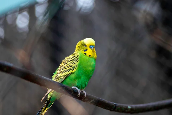 Green Parrot Resting Perches Street — ストック写真