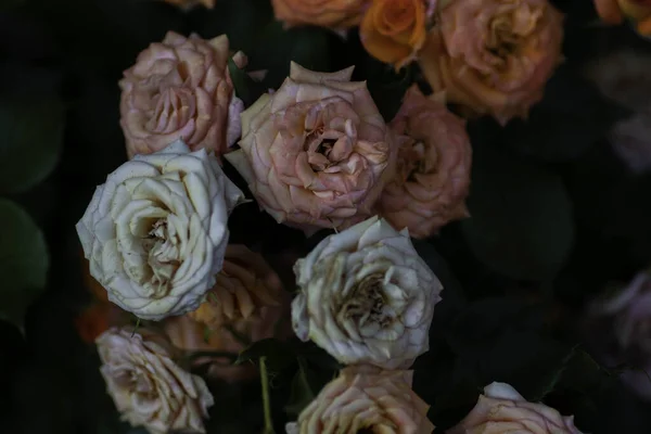 Sluggish Little Dry Pink White Roses Shade Fading Flowers — Fotografia de Stock