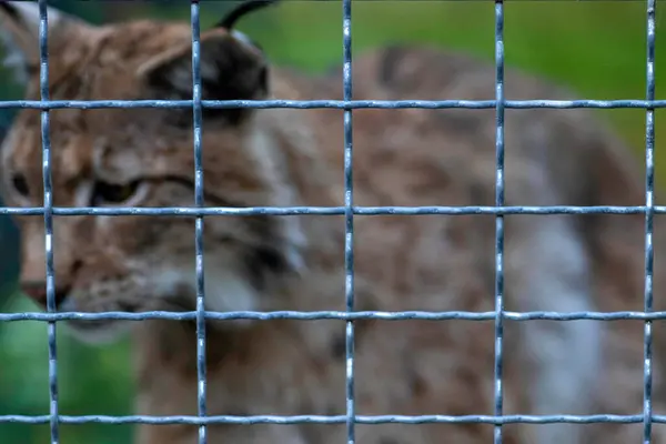 Wilde Katten Opgesloten Ijzeren Kooien Dierentuin — Stockfoto