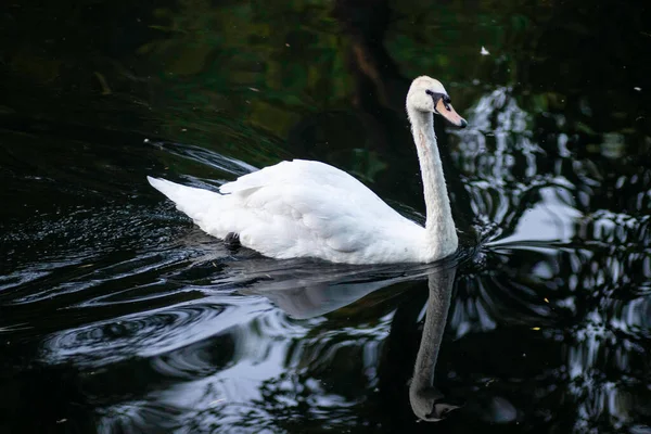 White Beautiful Swan Swims Lake — Stok Foto