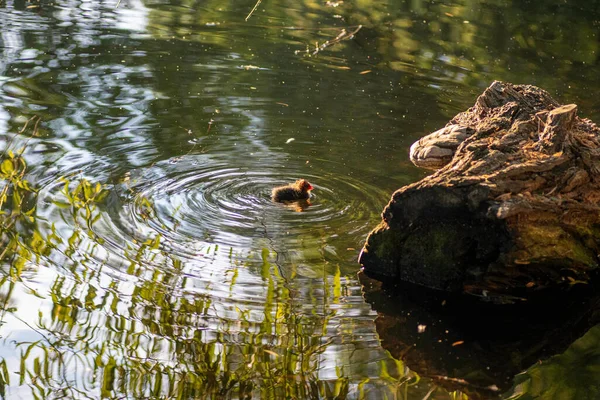 Little Black Fluffy Duckling Swims Water — 스톡 사진