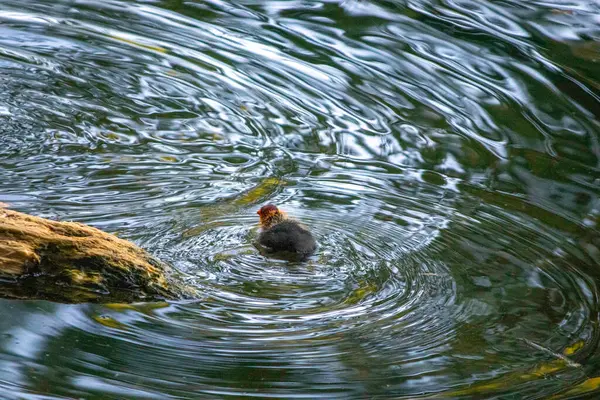 Pequeno Patinho Fofo Preto Nada Água — Fotografia de Stock