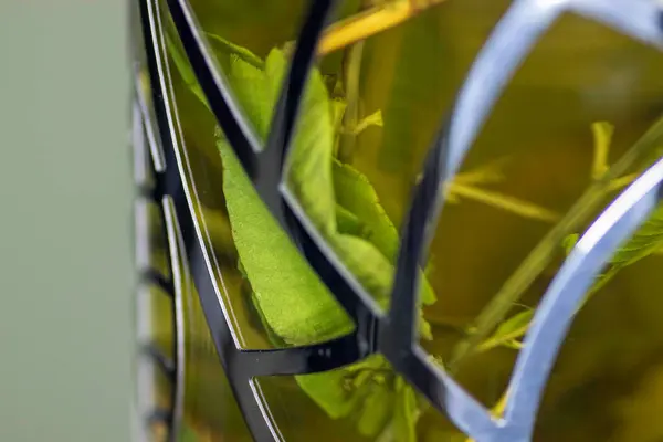 Teapot Brewed Green Tea Leaves Macro Leaves Tea — Stock Photo, Image