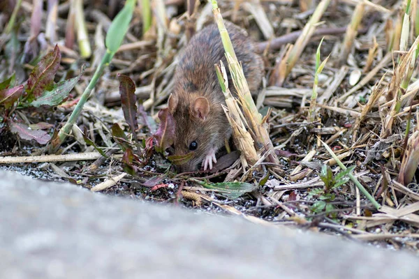 Rat Looking Food Dry Reeds — Fotografia de Stock