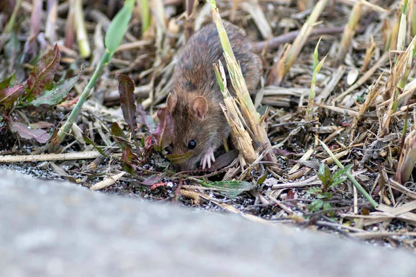rat looking for food in dry reeds