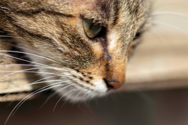 Çizgili evcil kedi güneşli bir günde kameraya poz veriyor, güzel kedi kürkü.