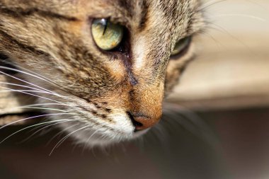 Çizgili evcil kedi güneşli bir günde kameraya poz veriyor, güzel kedi kürkü.