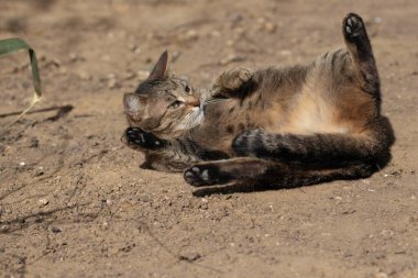 Çizgili evcil kedi güneşli bir günde kameraya poz veriyor, güzel kedi kürkü.