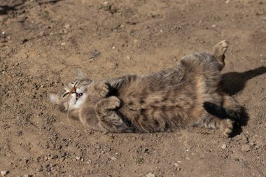 Çizgili evcil kedi güneşli bir günde kameraya poz veriyor, güzel kedi kürkü.
