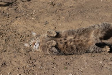 Çizgili evcil kedi güneşli bir günde kameraya poz veriyor, güzel kedi kürkü.