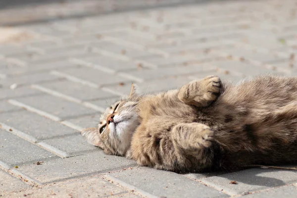 Striped Domestic Cat Poses Camera Sunny Day Beautiful Cat Fur — Foto de Stock