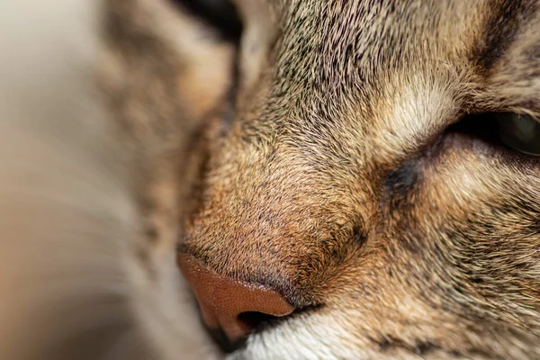Striped Domestic Cat Poses Camera Sunny Day Beautiful Cat Fur — Zdjęcie stockowe