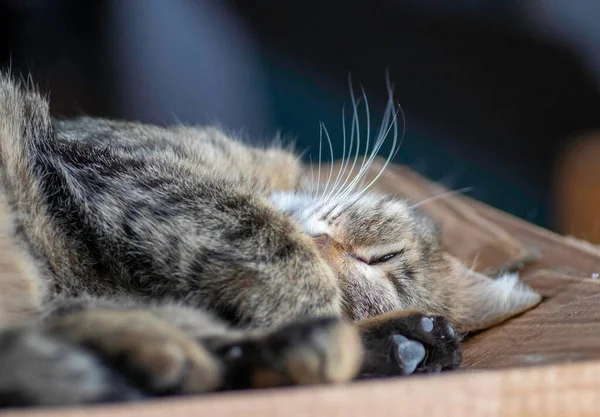 Striped Domestic Cat Poses Camera Sunny Day Beautiful Cat Fur —  Fotos de Stock