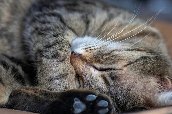 Ριγέ Εγχώρια Γάτα Θέτει Για Την Κάμερα Μια Ηλιόλουστη Μέρα — Φωτογραφία Αρχείου