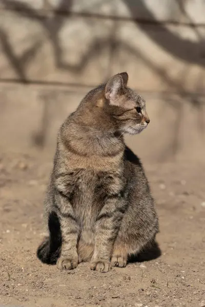 Gatto Domestico Strisce Posa Fotocamera Una Giornata Sole Bella Pelliccia — Foto Stock