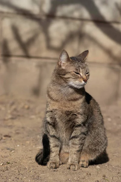 Striped Domestic Cat Poses Camera Sunny Day Beautiful Cat Fur — ストック写真