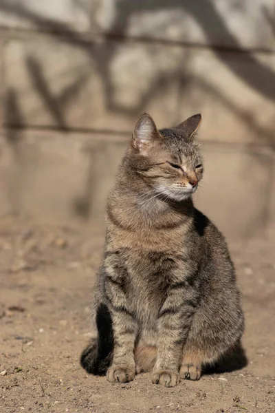 Striped Domestic Cat Poses Camera Sunny Day Beautiful Cat Fur — Stock fotografie