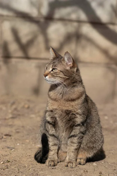 Pruhované Domácí Kočka Pózuje Pro Kameru Slunečného Dne Krásné Kočičí — Stock fotografie