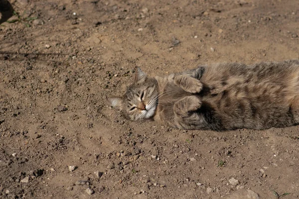 Striped Domestic Cat Poses Camera Sunny Day Beautiful Cat Fur —  Fotos de Stock