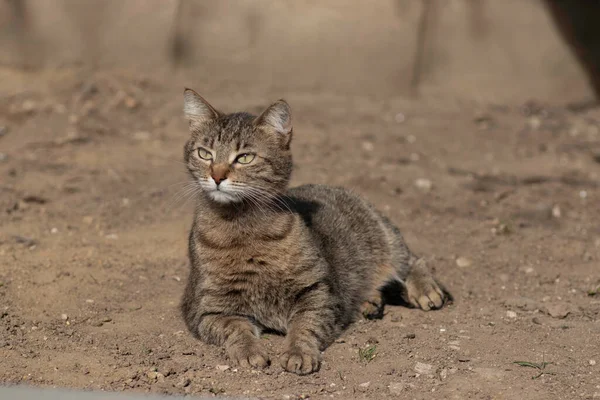 Striped Domestic Cat Poses Camera Sunny Day Beautiful Cat Fur — ストック写真