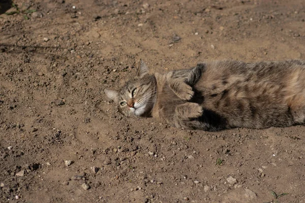 Striped Domestic Cat Poses Camera Sunny Day Beautiful Cat Fur — Stockfoto