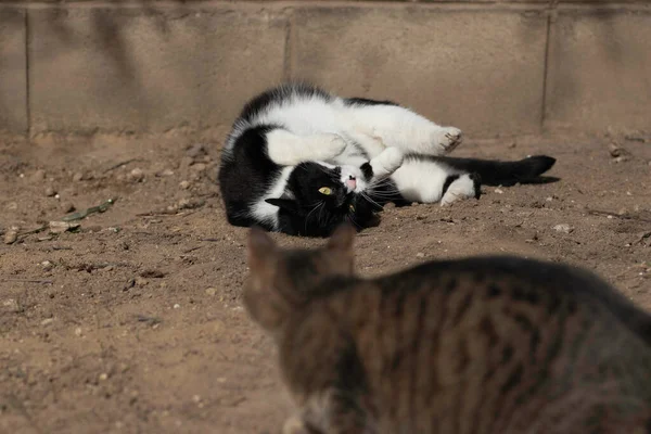黑白相间的猫和胖胖的猫在地上玩耍 — 图库照片