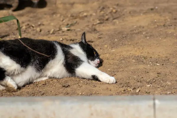 Schwarz Weiße Katze Spielt Sommer Auf Dem Boden Hauskatze Auf — Stockfoto