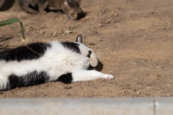 Black White Cat Plays Ground Summer Domestic Cat Plays Street — Zdjęcie stockowe