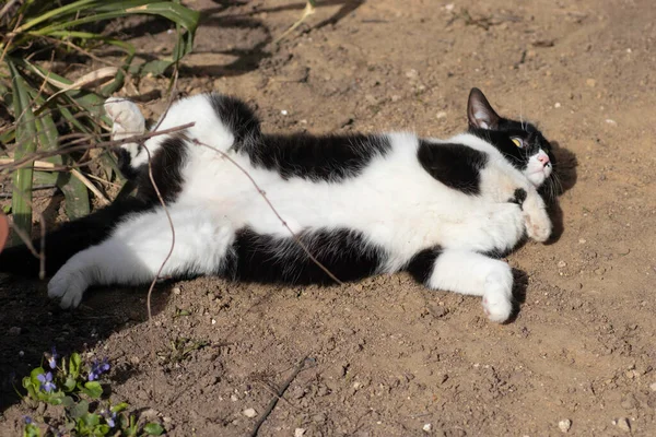 Black White Cat Plays Ground Summer Domestic Cat Plays Street — Stockfoto