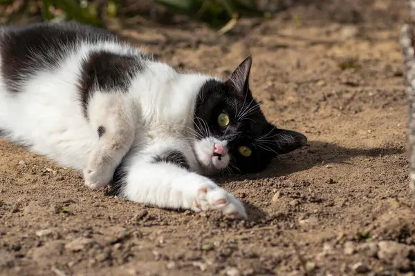 black and white cat plays on the ground in summer, domestic cat plays on the street